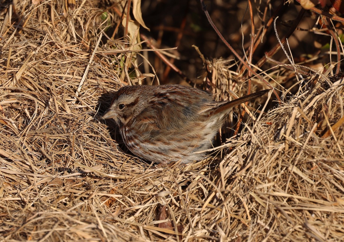 Song Sparrow - ML650817013
