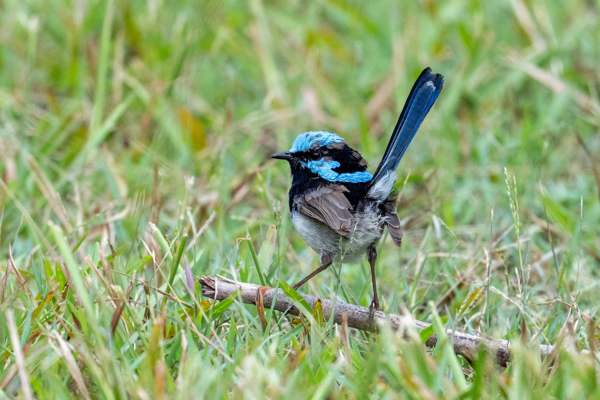 Superb Fairywren - ML650817039