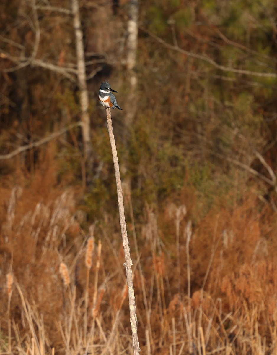 Martin handi iparramerikarra - ML650817046