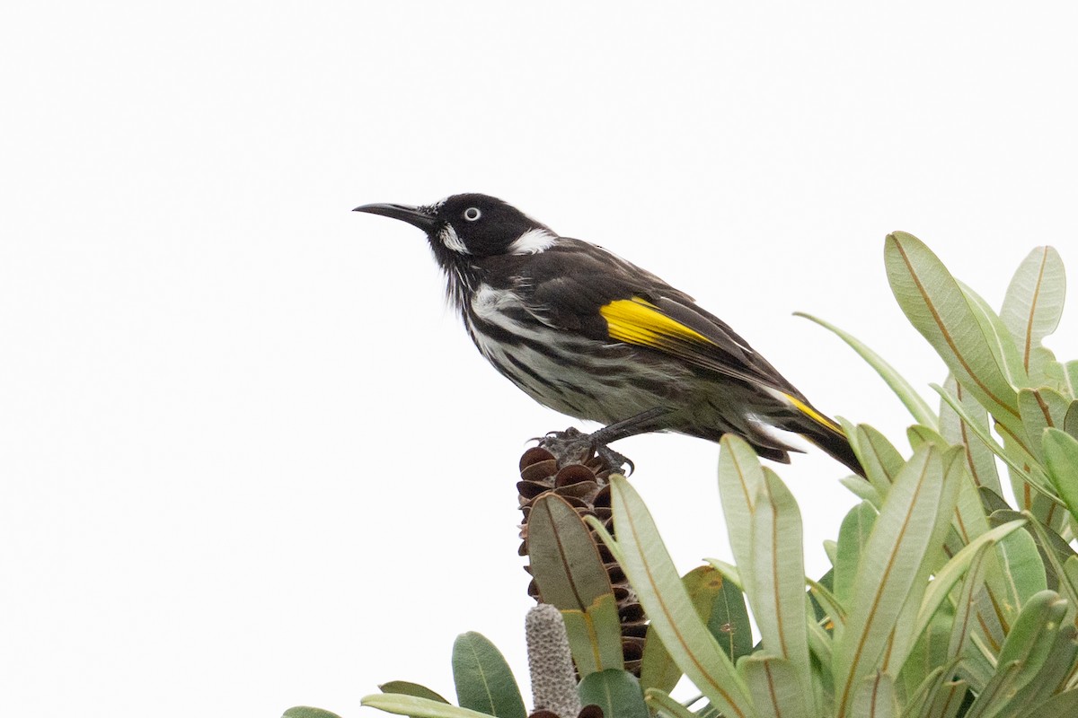 New Holland Honeyeater - ML650817068