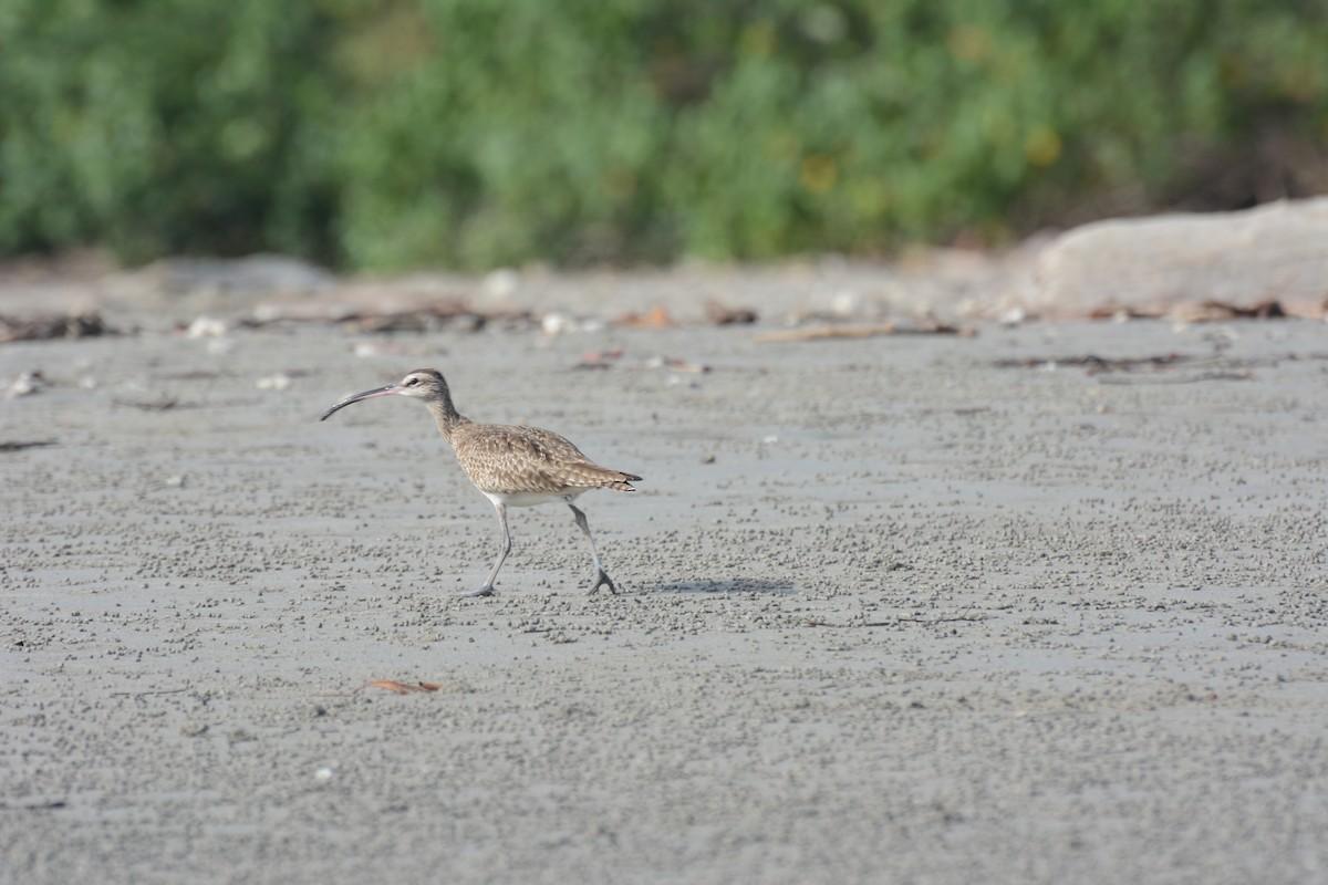 eBird Checklist - 23 Jan 2026 - Sámara - 7 species