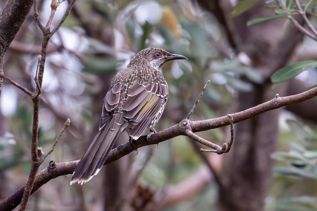 Little Wattlebird - ML650817144