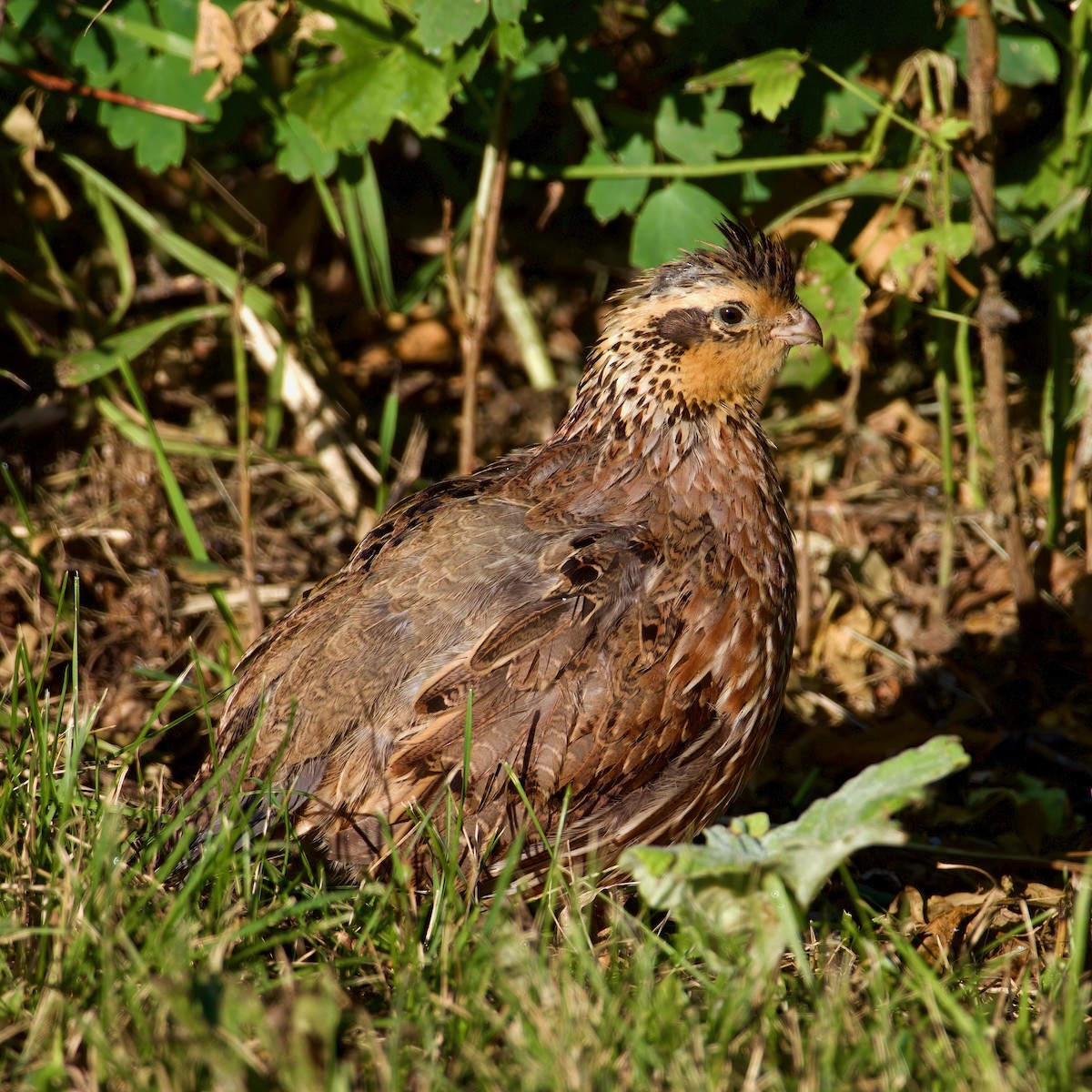 Colin de Virginie - ML650817145