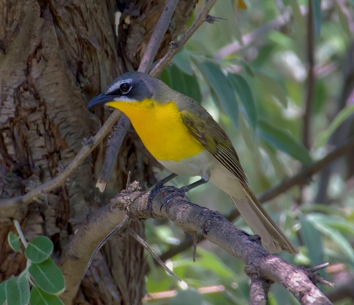 Ictérie polyglotte - ML650817216