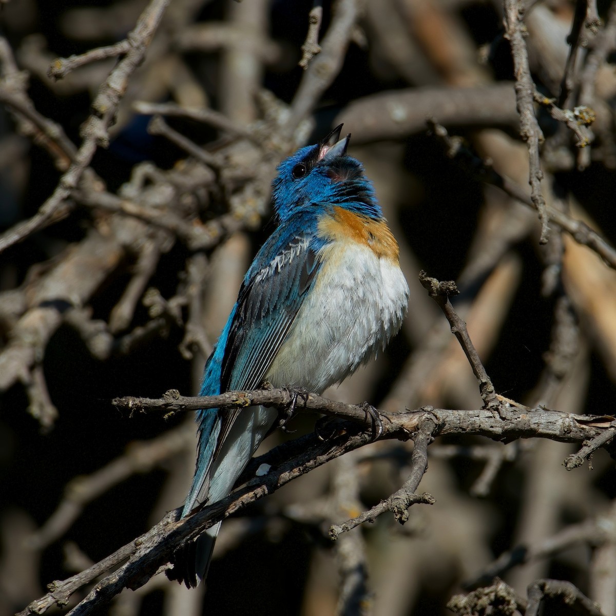 Passerin azuré - ML650817238