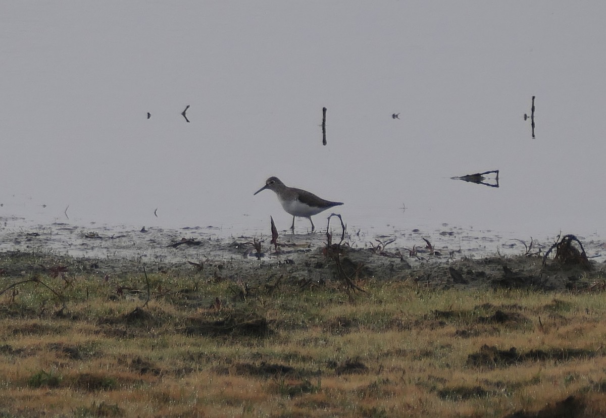 Solitary Sandpiper - ML650817284