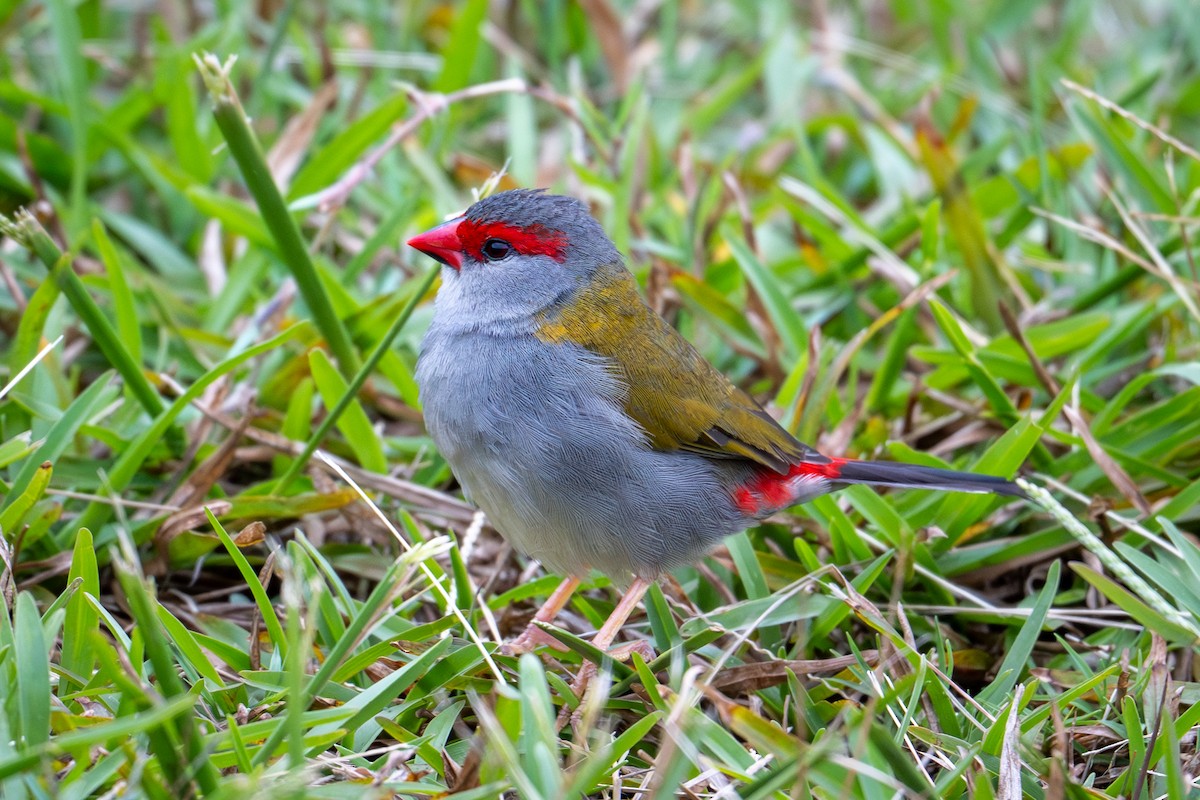 Red-browed Firetail - ML650817285