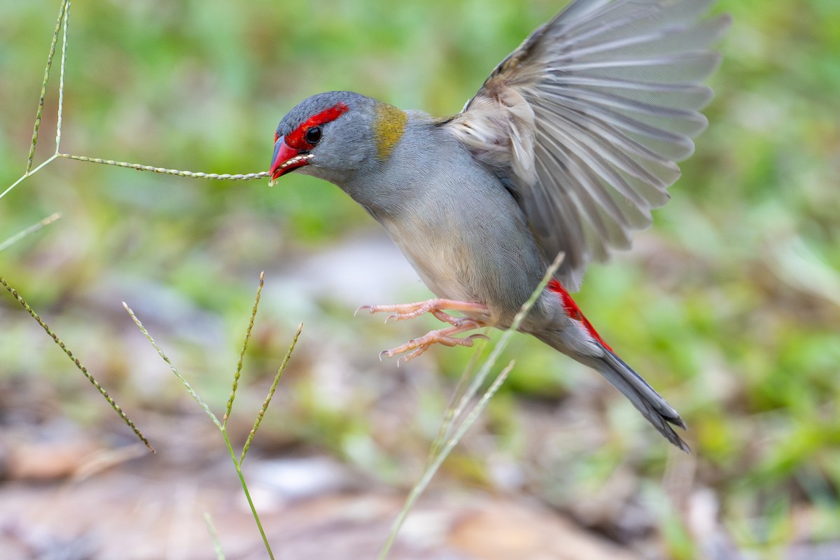 Red-browed Firetail - ML650817286