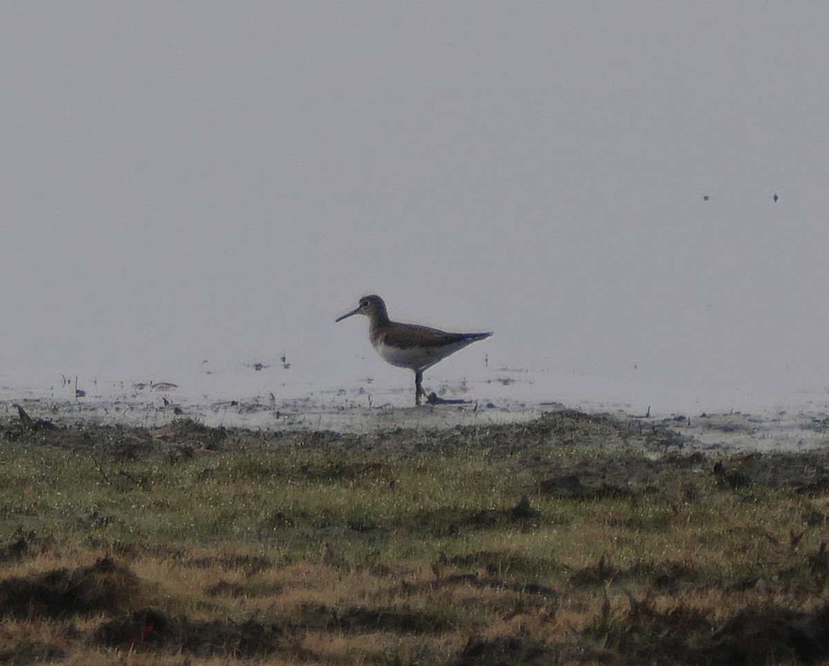 Solitary Sandpiper - ML650817288