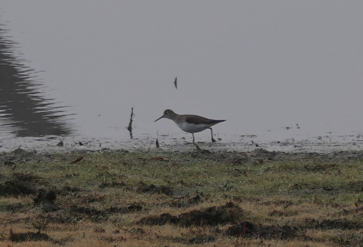 Solitary Sandpiper - ML650817293