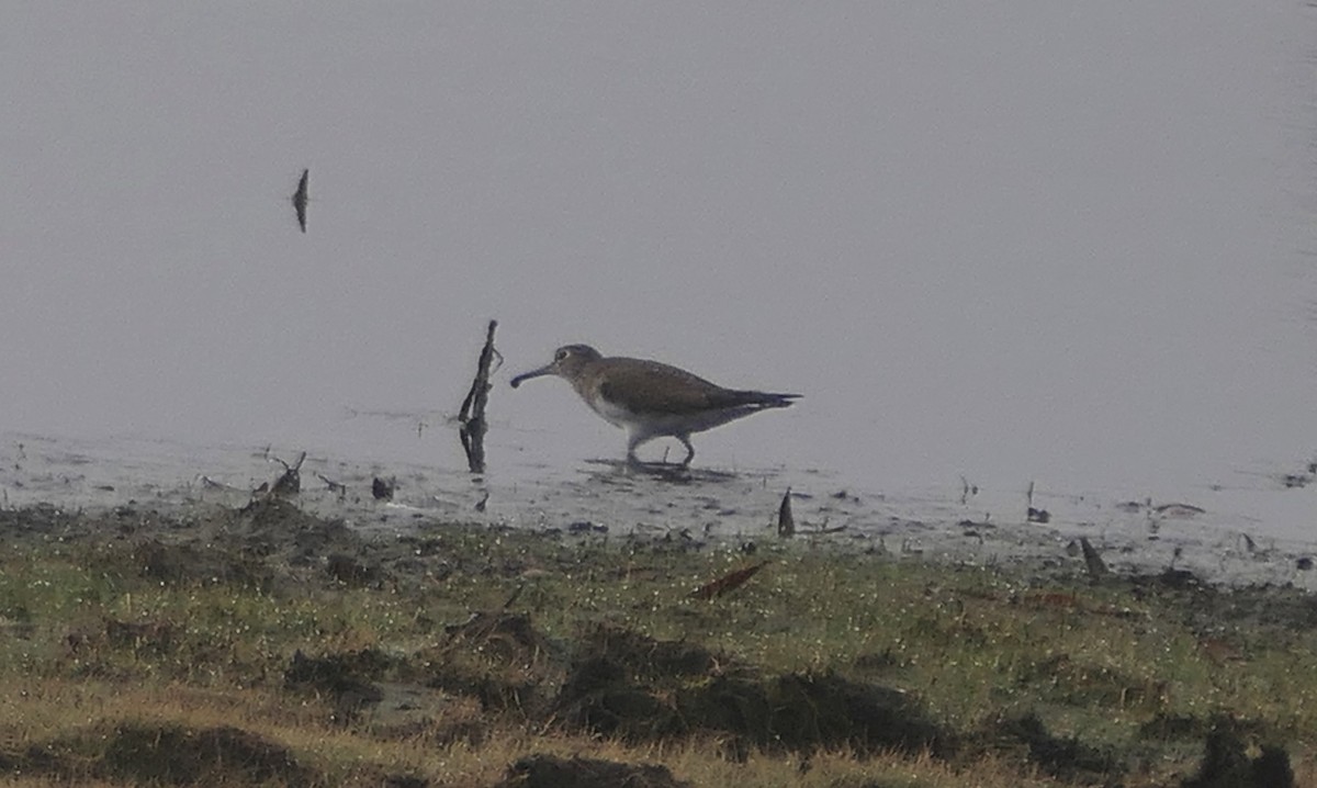 Solitary Sandpiper - ML650817298