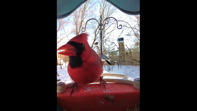 Red-bellied Woodpecker - ML650817303