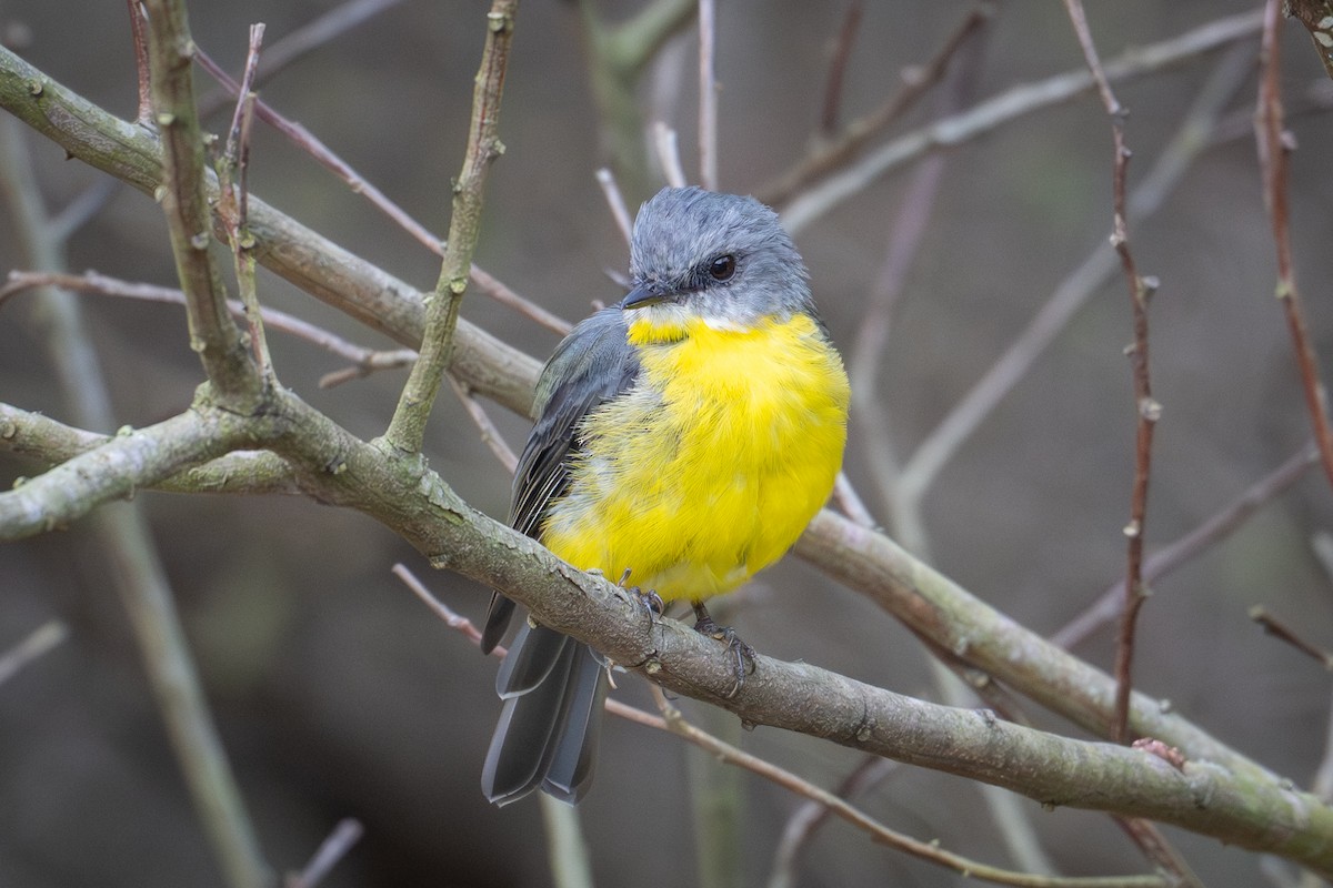 Eastern Yellow Robin - ML650817315