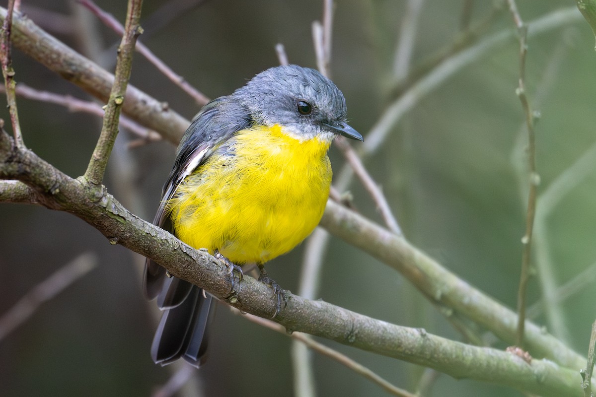Eastern Yellow Robin - ML650817316