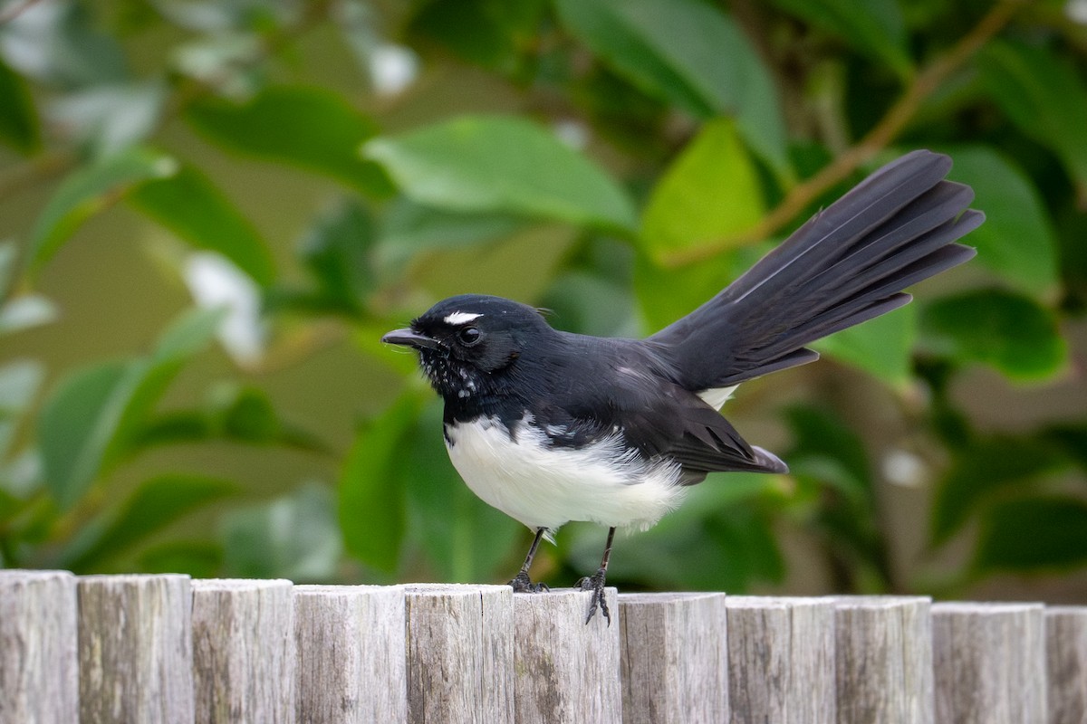 Willie-wagtail - ML650817323