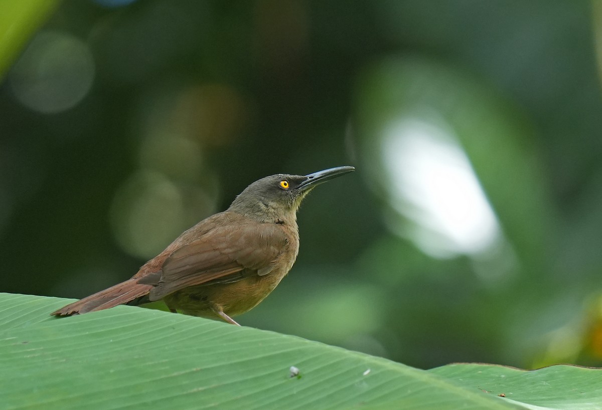 brunskjelvespottefugl - ML650817329