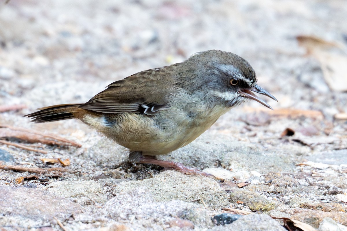 White-browed Scrubwren - ML650817366