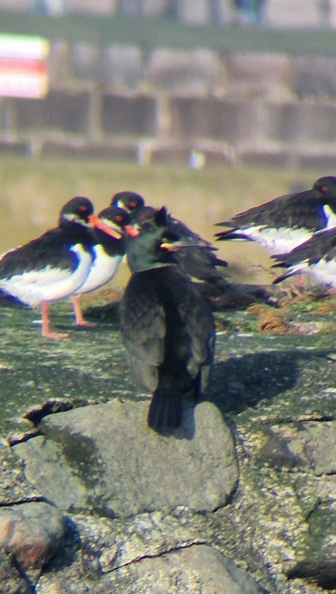 European Shag - ML650817388