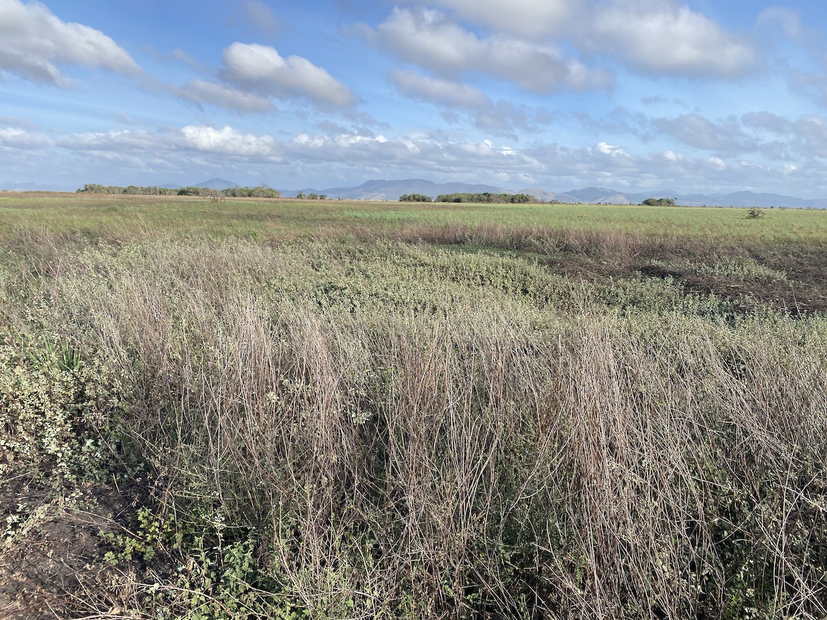 Пампасный тачури - ML650817503