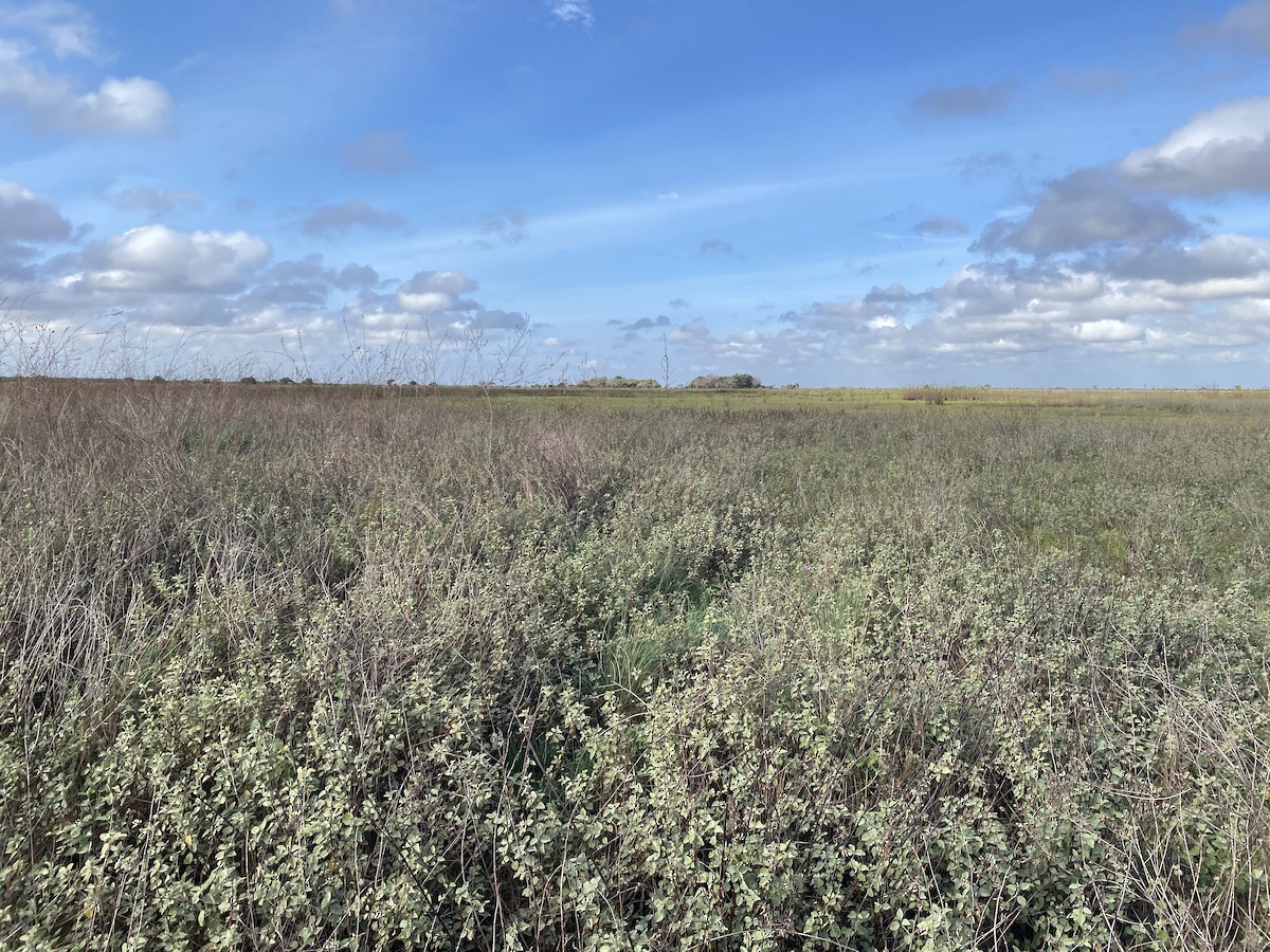 Хохлатый дорадито - ML650817534