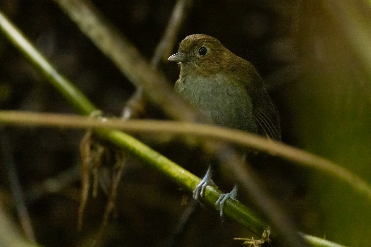 Urrao Antpitta - ML650817592