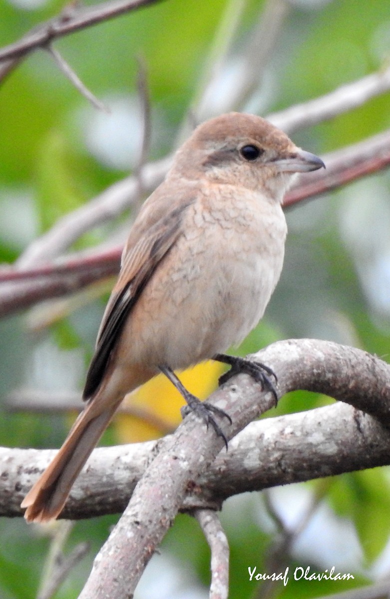 Isabelline Shrike - ML650817730