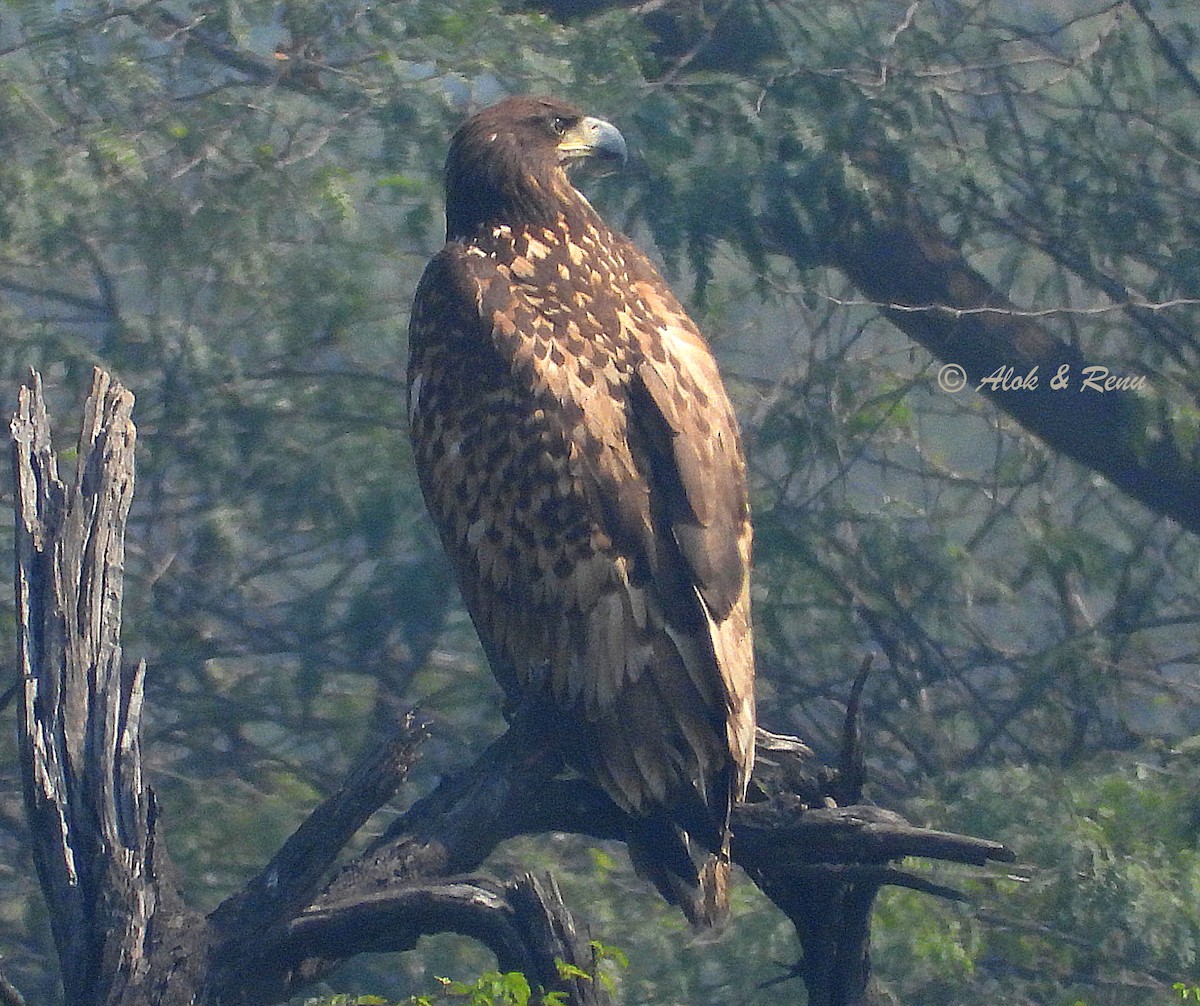 havørn - ML650817787