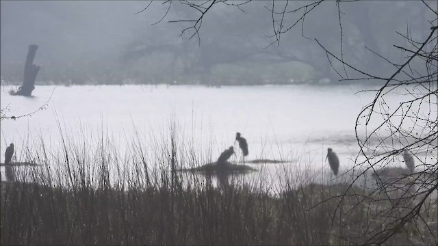 havørn - ML650817803