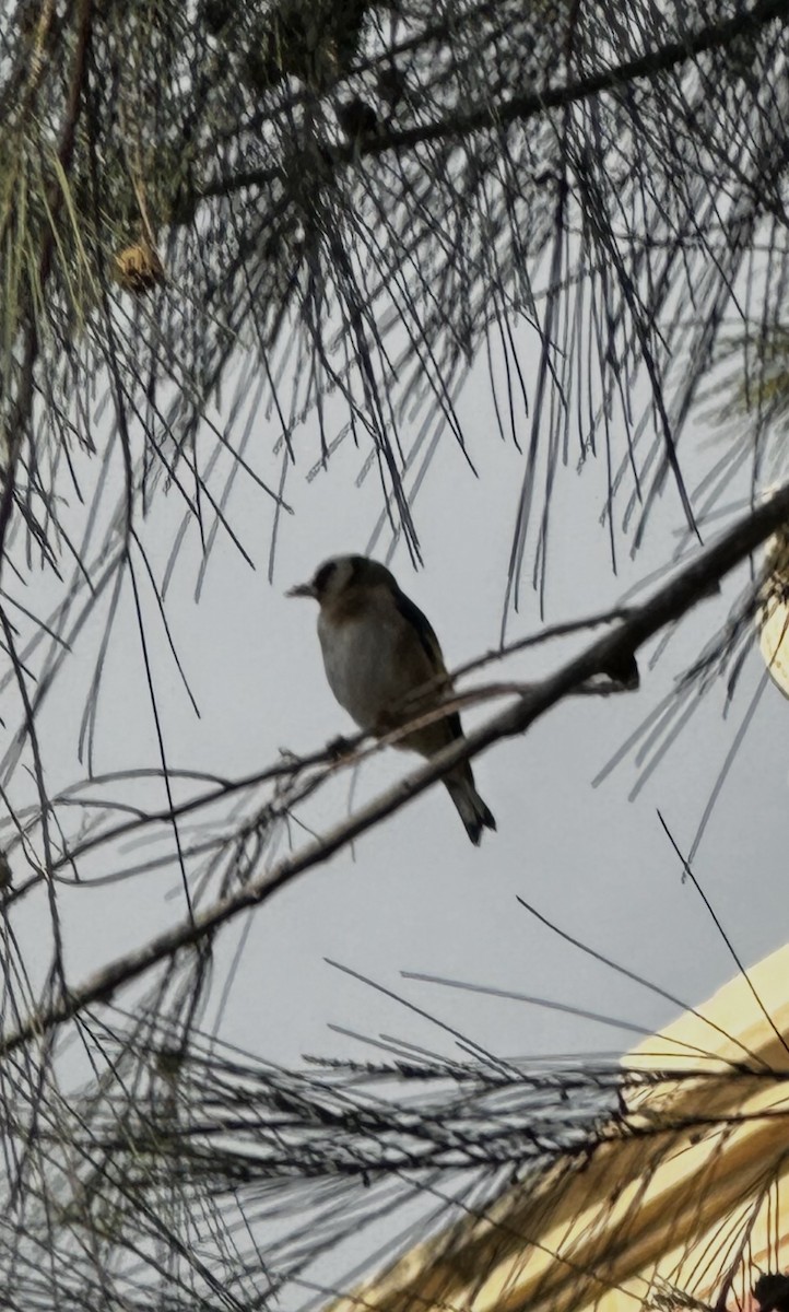 Cardellino - ML650817906