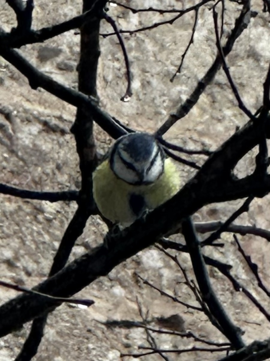 Cinciarella - ML650818089