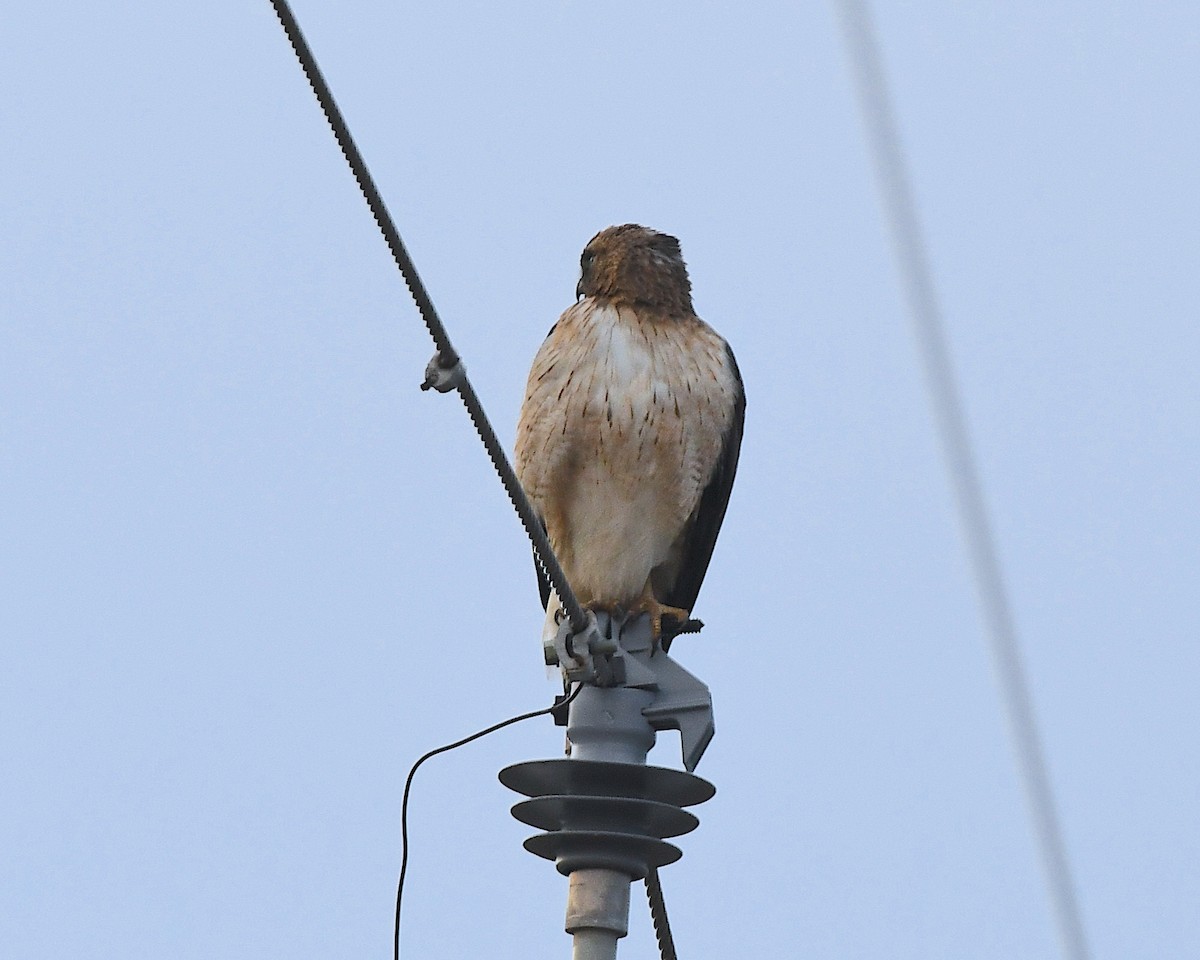 Zapelatz buztangorria - ML650818109