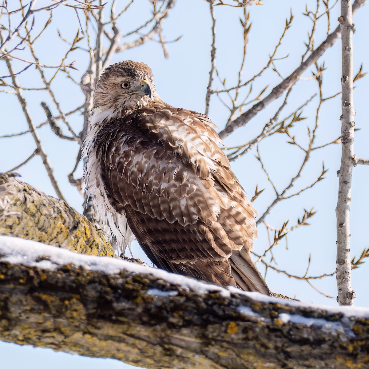 Zapelatz buztangorria - ML650818204