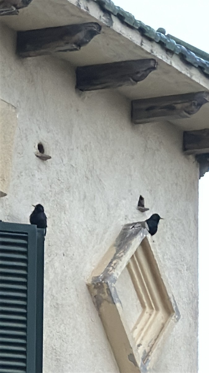 Storno - ML650818242