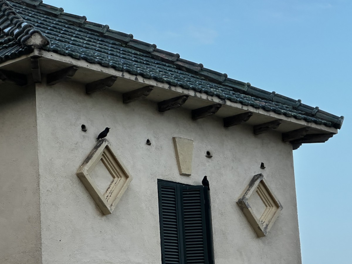 Storno - ML650818243