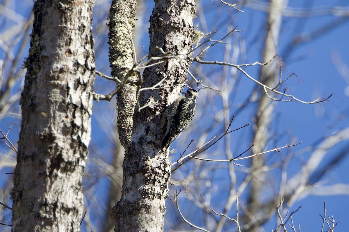 kanadasevjespett - ML650818253