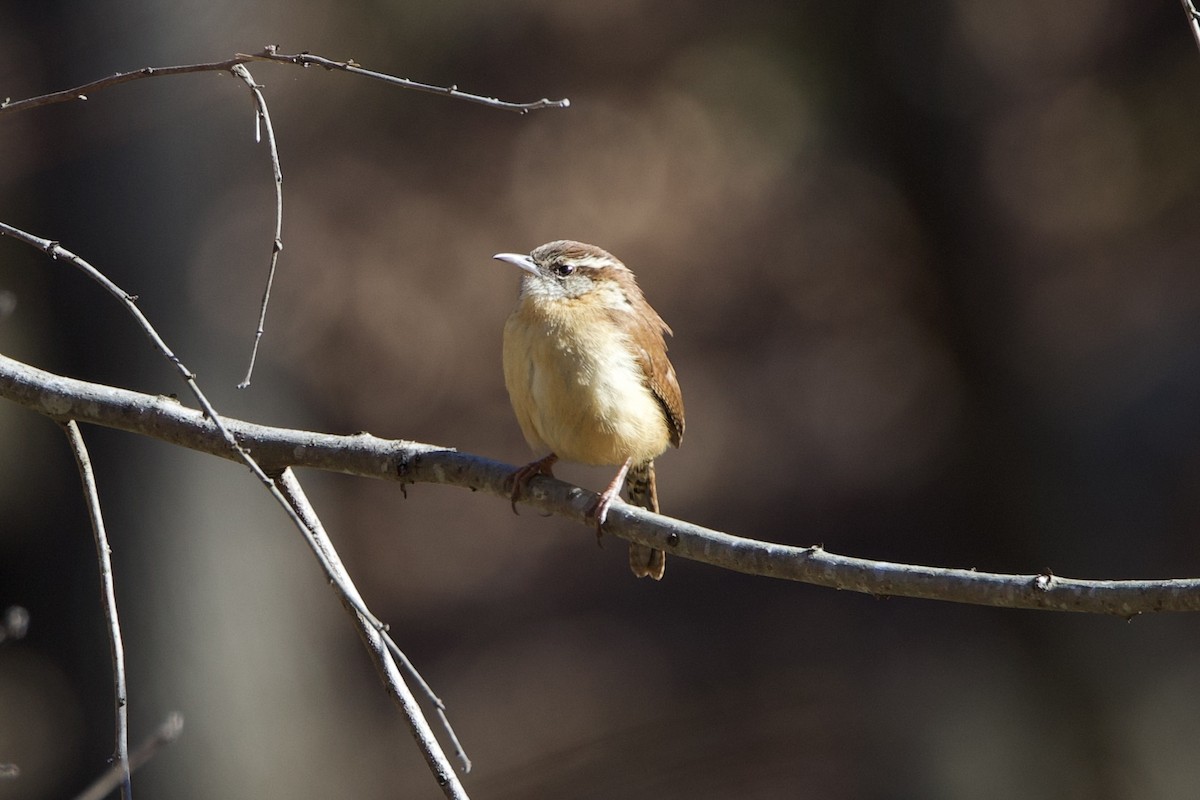 karolinasmett - ML650818262