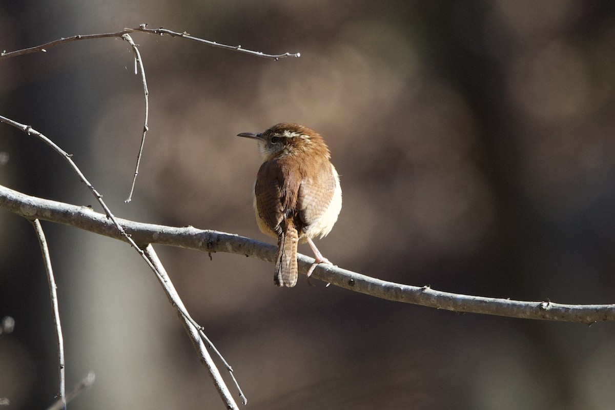 karolinasmett - ML650818263