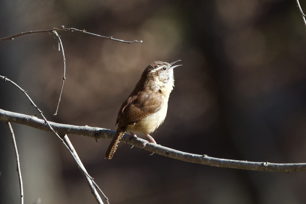 karolinasmett - ML650818264