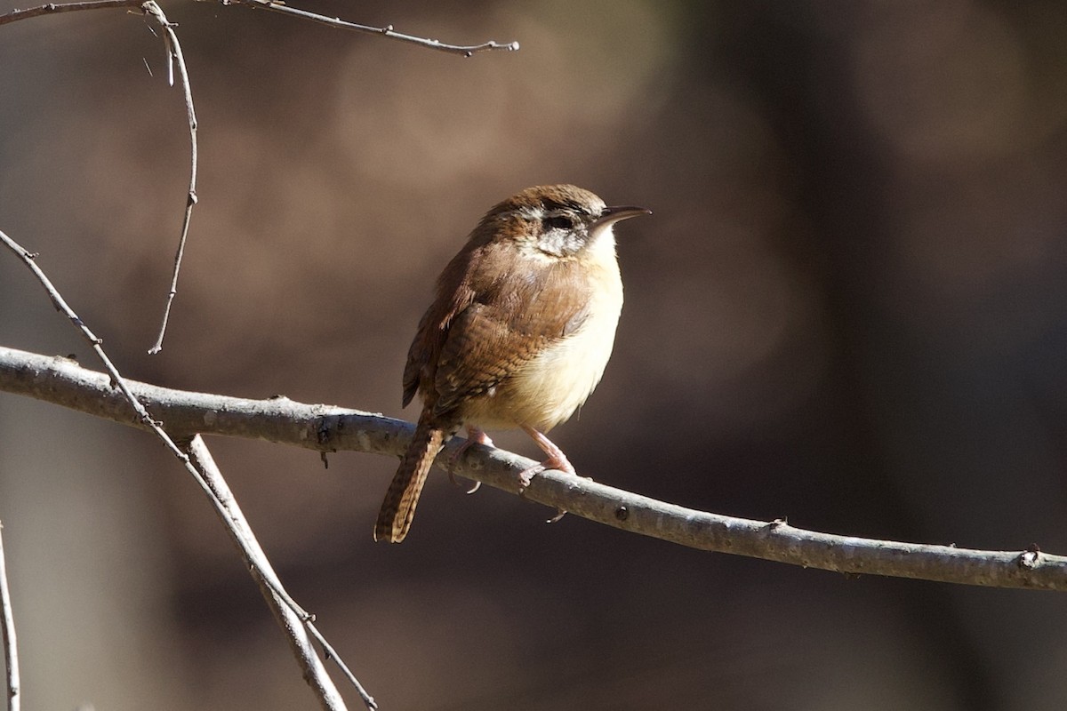 karolinasmett - ML650818265