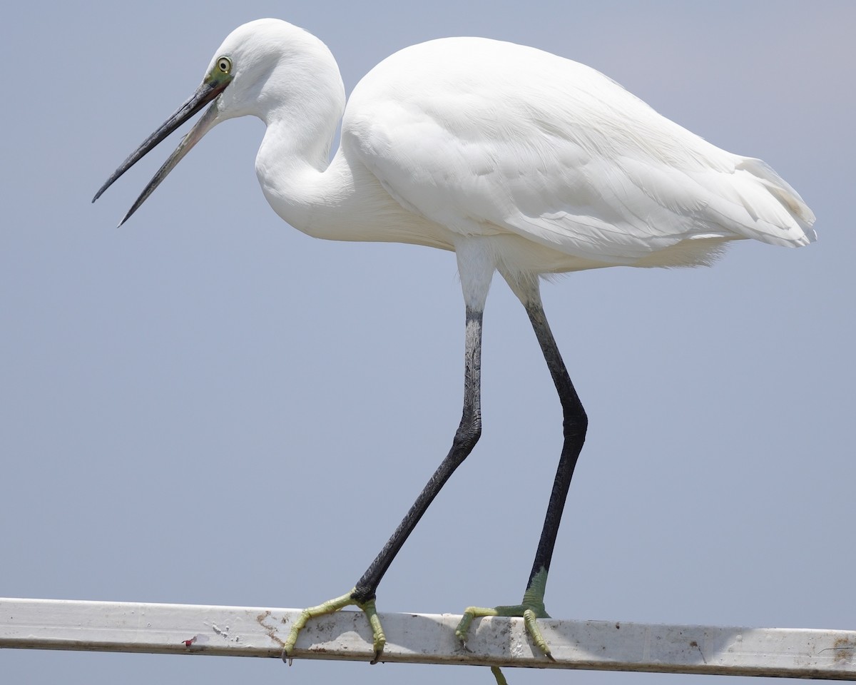 silkehegre - ML650818288