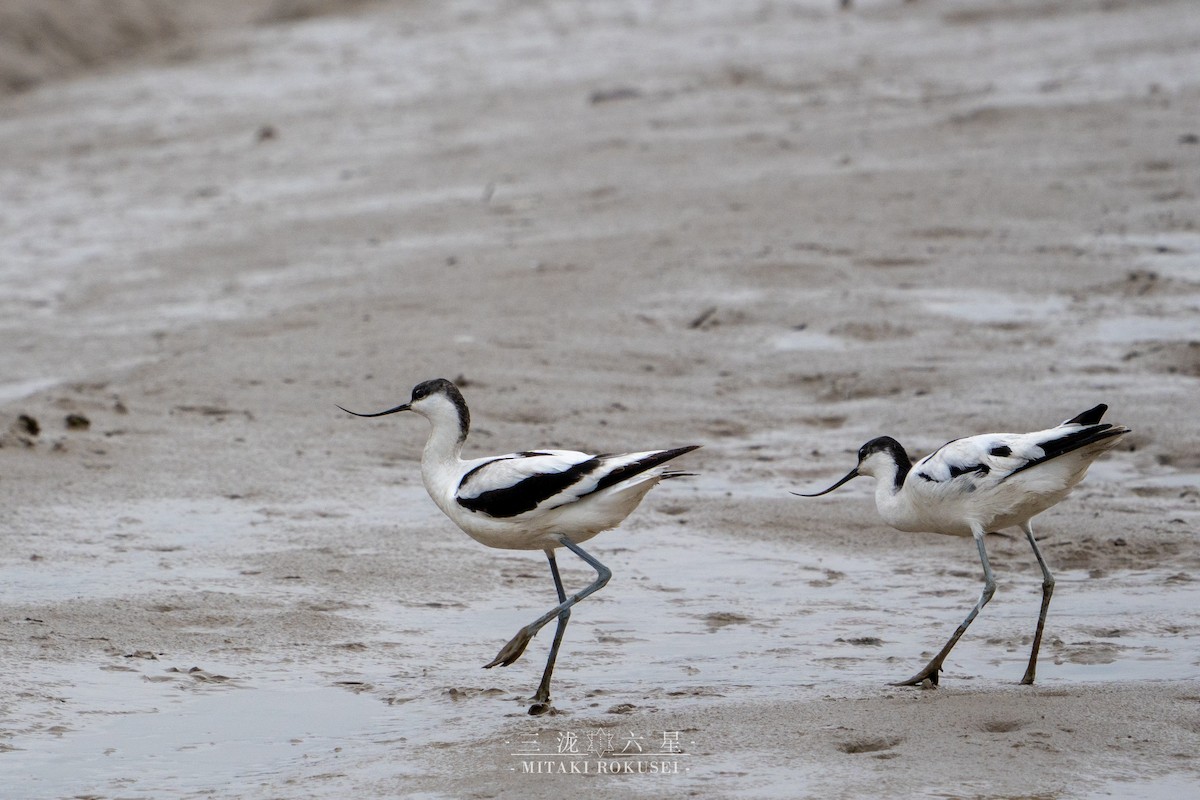 Pied Avocet - ML650818295