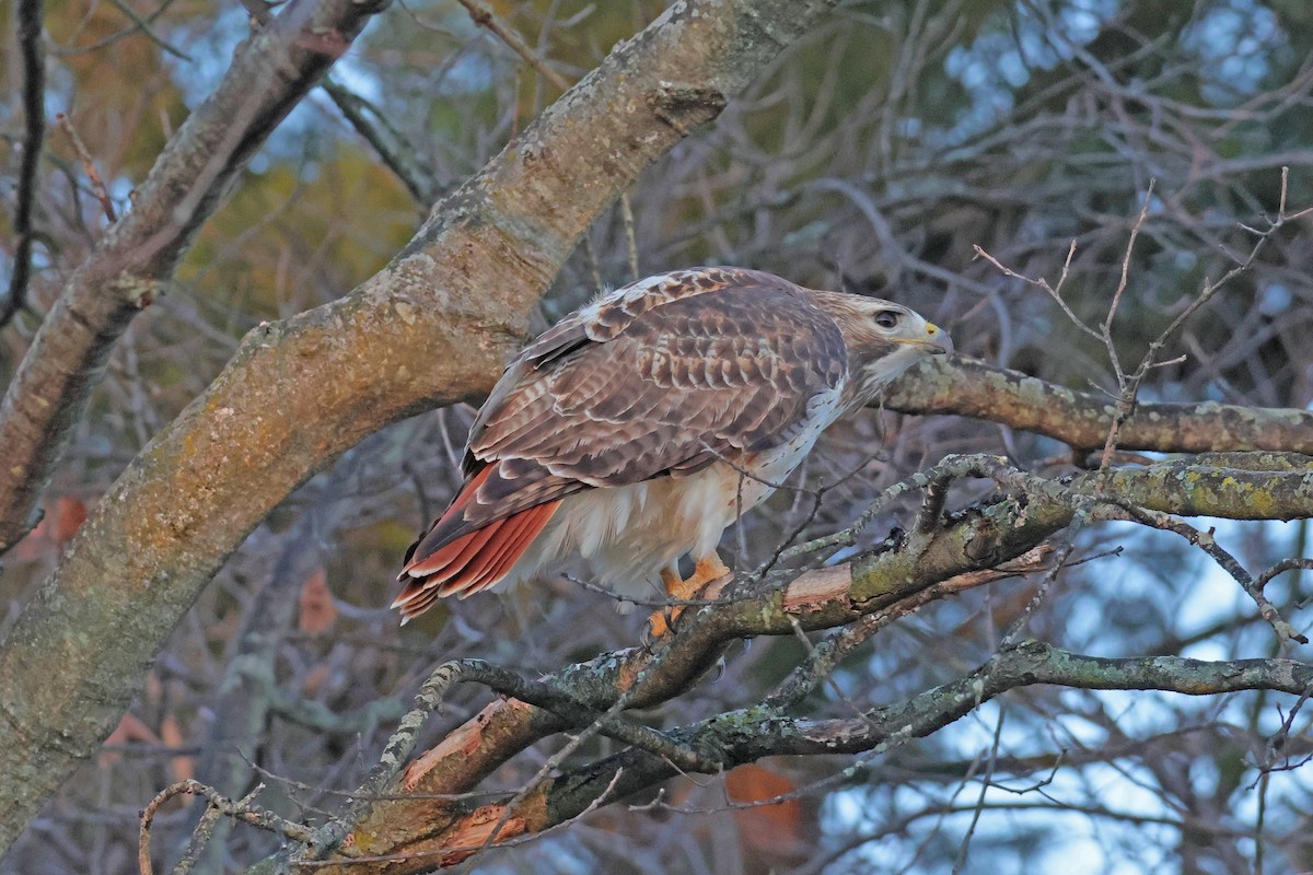 Zapelatz buztangorria - ML650818444