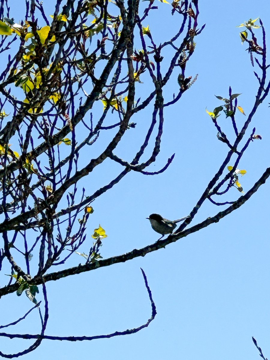 Occhiocotto - ML650818523