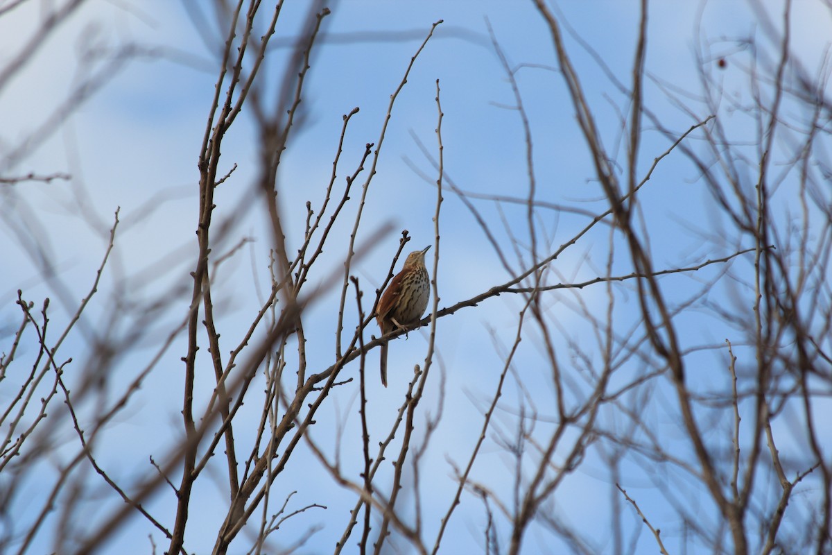 Brown Thrasher - ML650818806