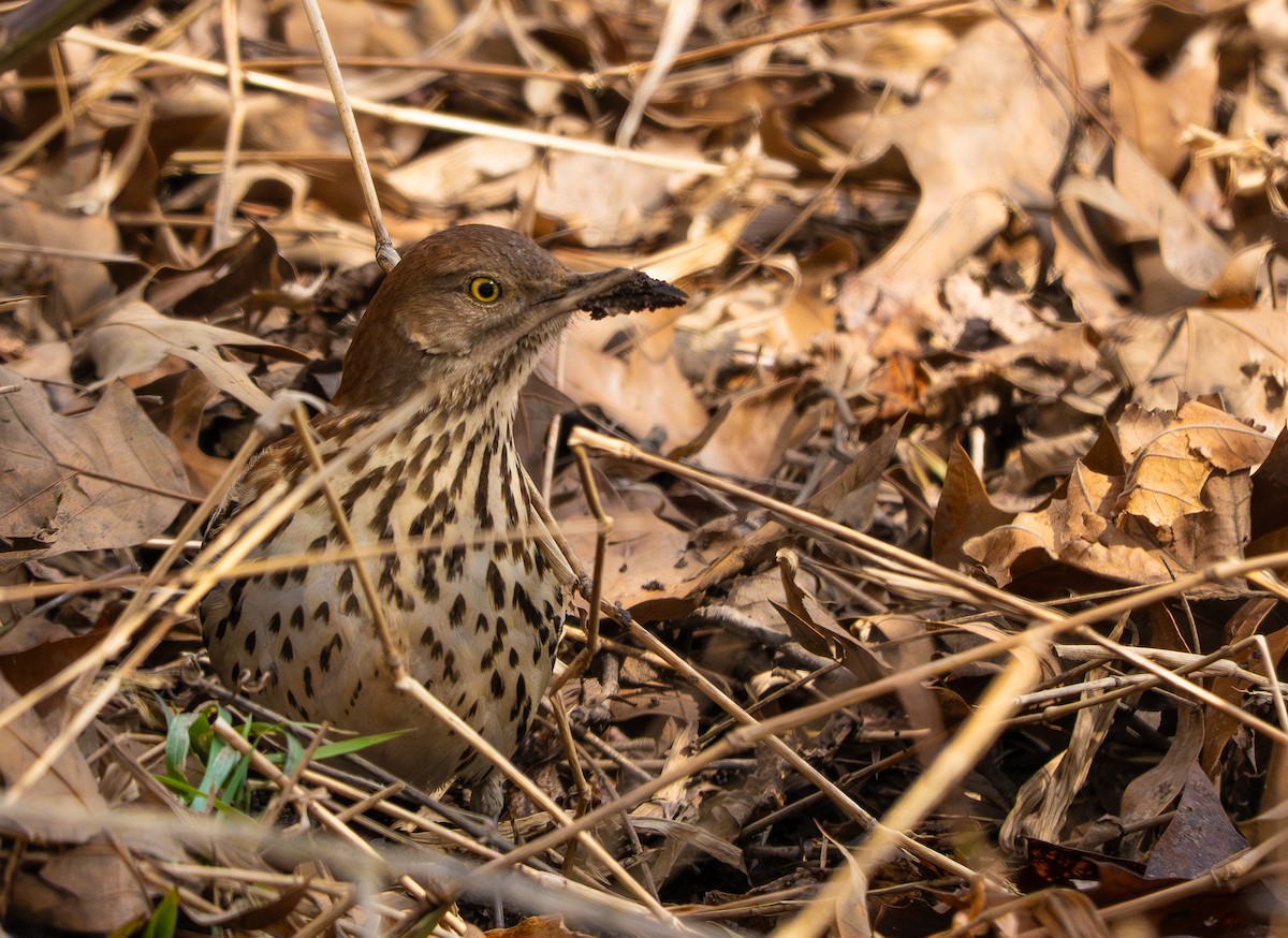 Brown Thrasher - ML650818812