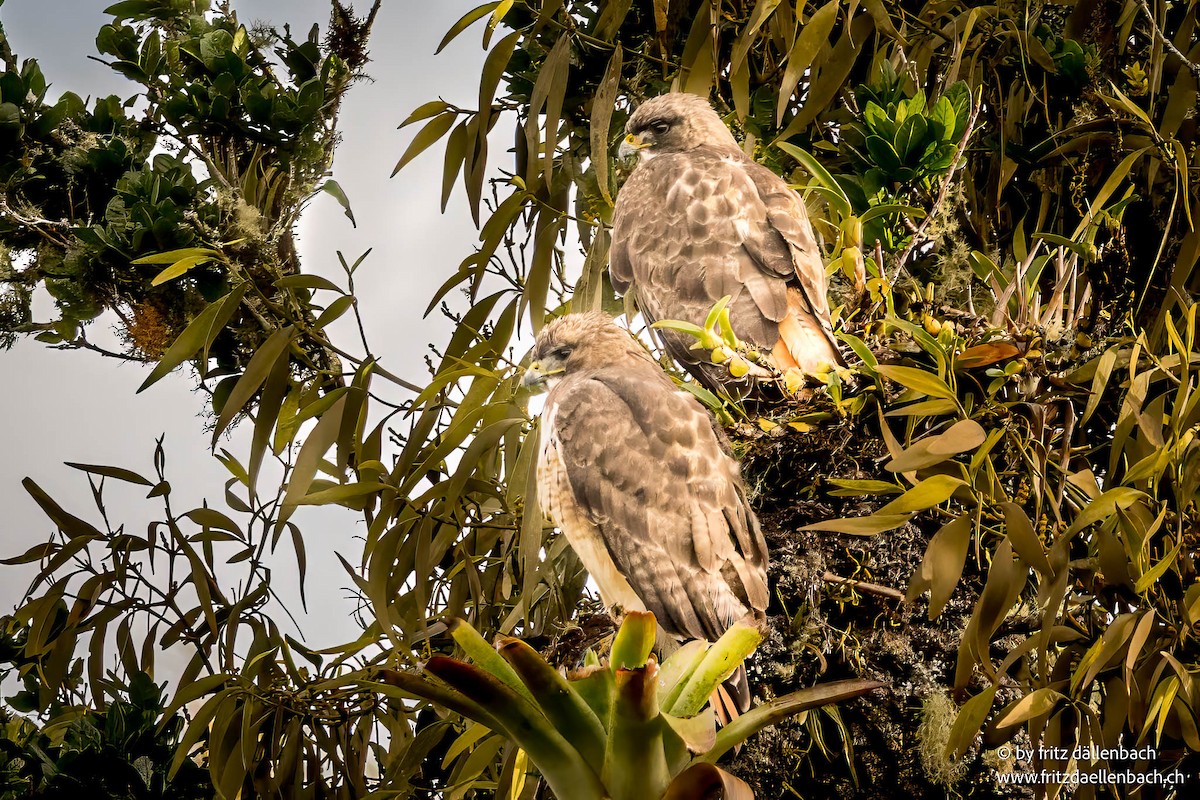 Zapelatz buztangorria - ML650818876