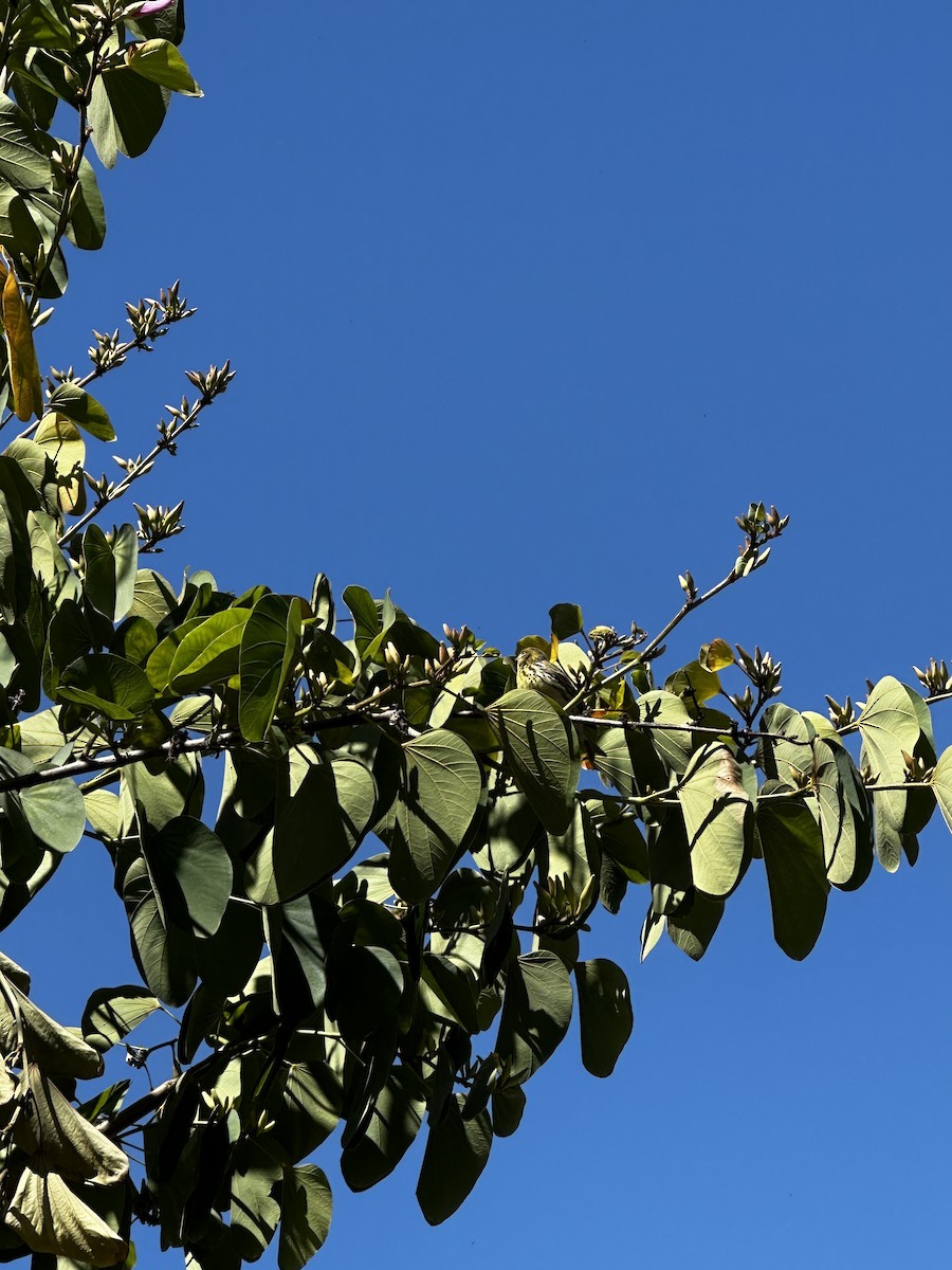 Verzellino - ML650818880