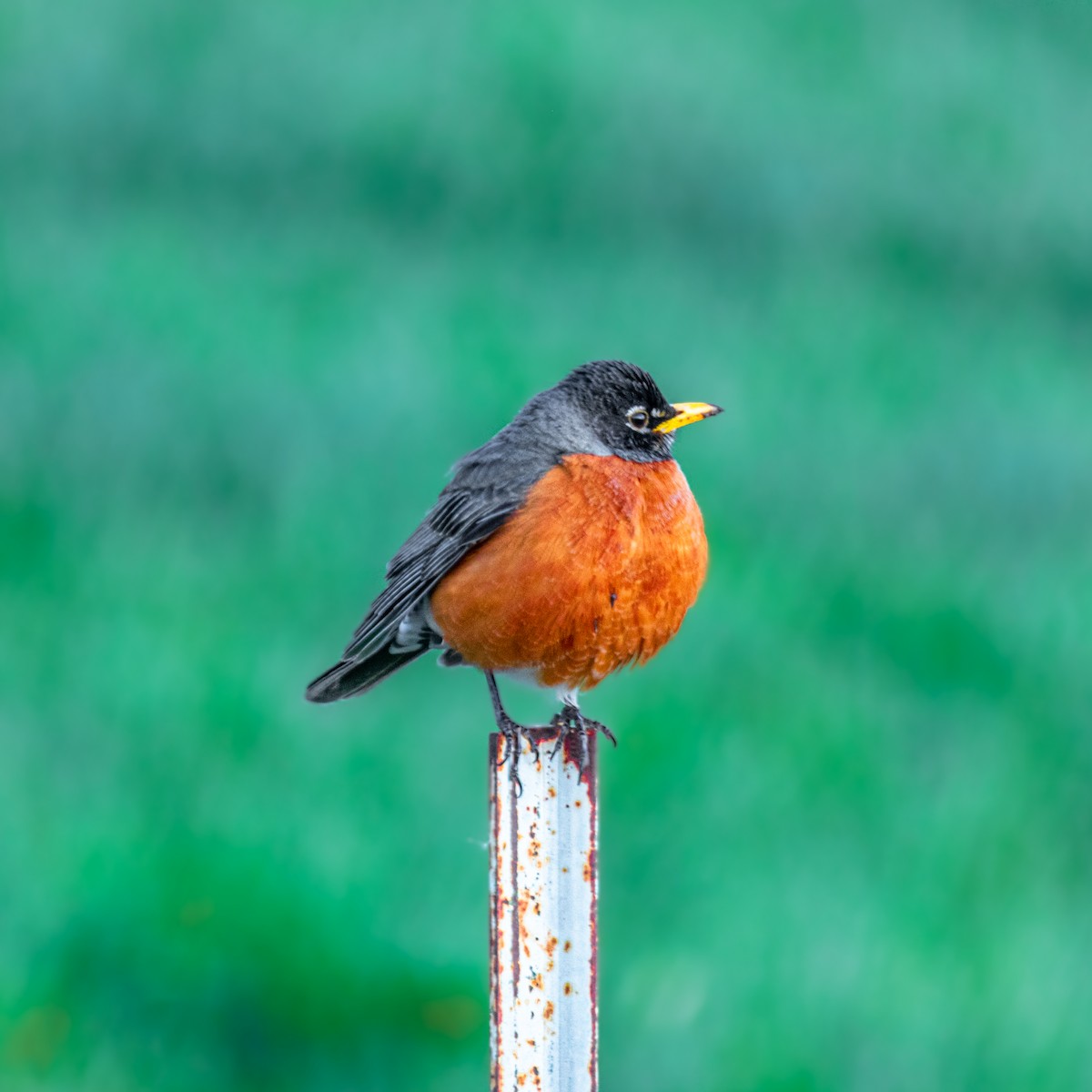 Странствующий дрозд - ML650818906