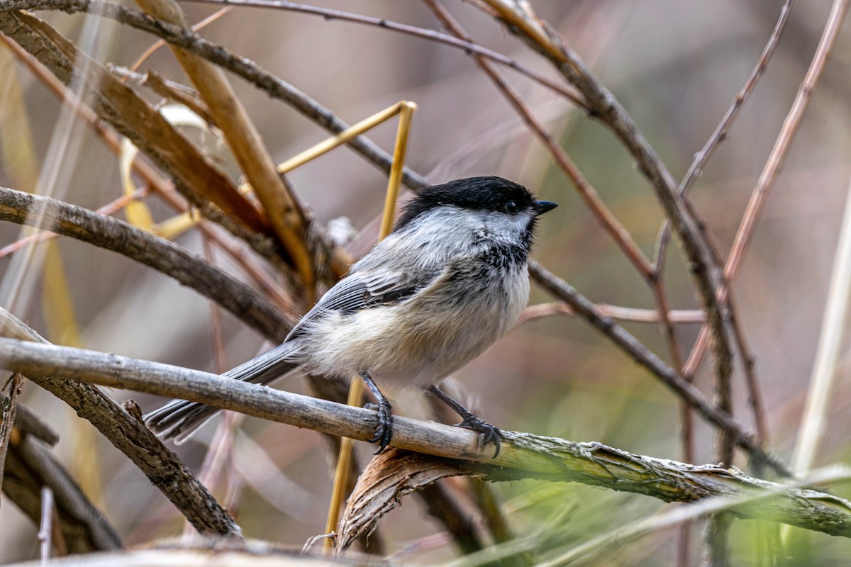 Черношапочная гаичка - ML650818923