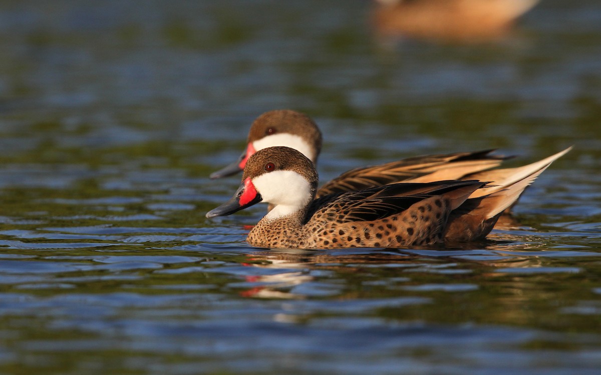 White-cheeked Pintail - ML65081911